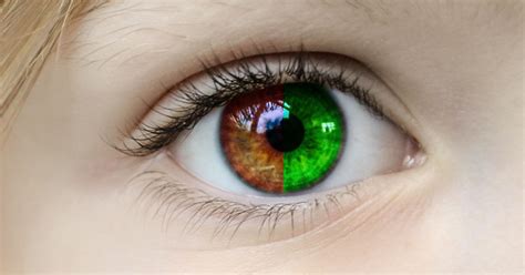 The Red and Green Specialists: Why Human Color .